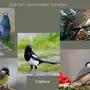 Зимующие Птицы Ленинградской Области