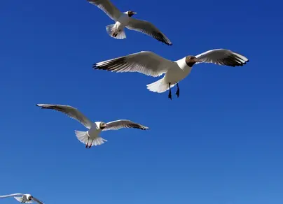 Летящие птицы
