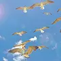 Летящие Птицы
