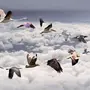 Летящие птицы