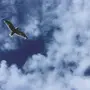 Птица В Небе