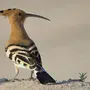 Птица с длинным клювом