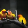 Птицы на телефон