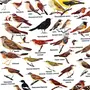Разновидность птиц и названия