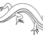 Рисунок ящерицы с подписями