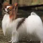 Собака бабочка папильон