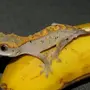 Ящерица Бананоед