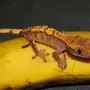 Ящерица бананоед