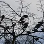 Птицы На Дереве
