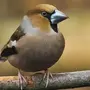 Птицы опилы
