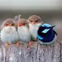 Птицы Опилы