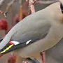 Птицы опилы