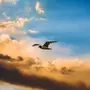 Птица В Небе Красивые