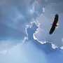 Птица в небе красивые