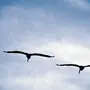 Птица В Небе Красивые