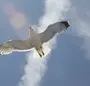 Птица в небе красивые