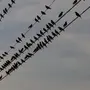 Птицы На Проводах