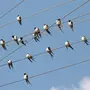 Птицы на проводах