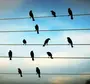 Птицы на проводах