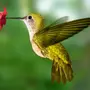 Колибри птицы в натуральную величину