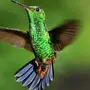 Колибри Птицы В Натуральную Величину