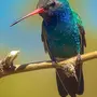 Колибри птицы в натуральную величину