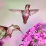 Красивые птицы и цветы