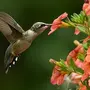 Красивые Птицы И Цветы