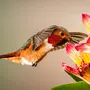 Красивые Птицы И Цветы