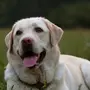 Порода собак лабрадор