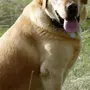 Порода собак лабрадор
