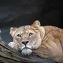 Львица красивая