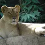 Львица красивая