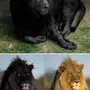 Черный Лев