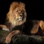 Картинка Льва На Заставку