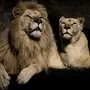Картинка льва на заставку