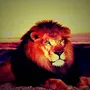 Картинка Льва На Заставку