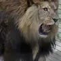 Берберийский Лев