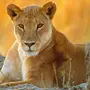 Львицы на аватарку для женщины красивое