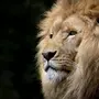 Льва на заставку на телефон
