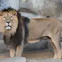 Азиатский лев