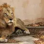 Львы