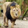Азиатский лев