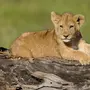 Лев для детей