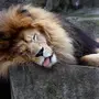 Лев смешное