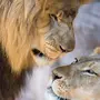 Лев и львица в хорошем качестве