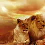 Лев и львица в хорошем качестве