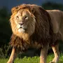 Лев в хорошем качестве