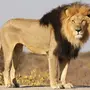 Лев в хорошем качестве