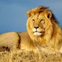 Скачать Картинку Льва